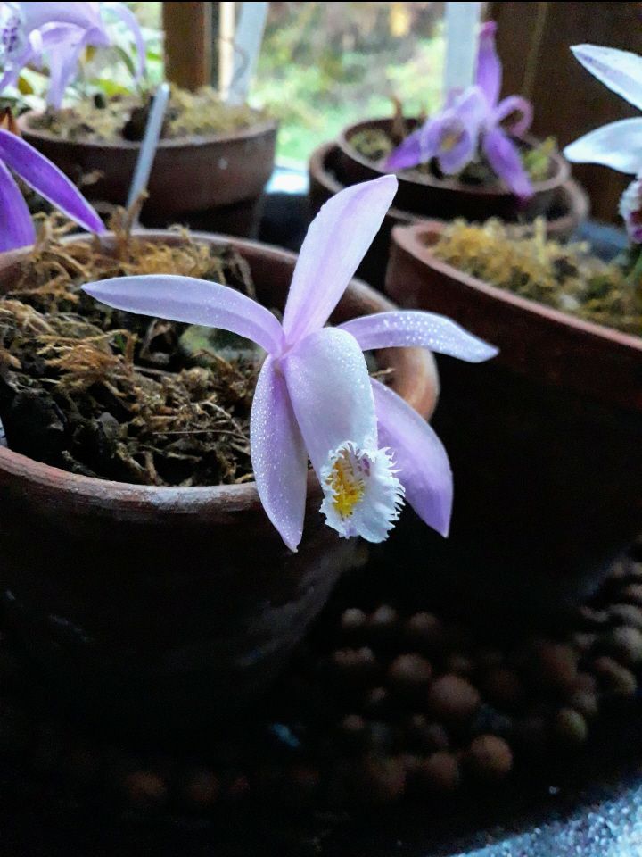 CANWOS Society Blog November